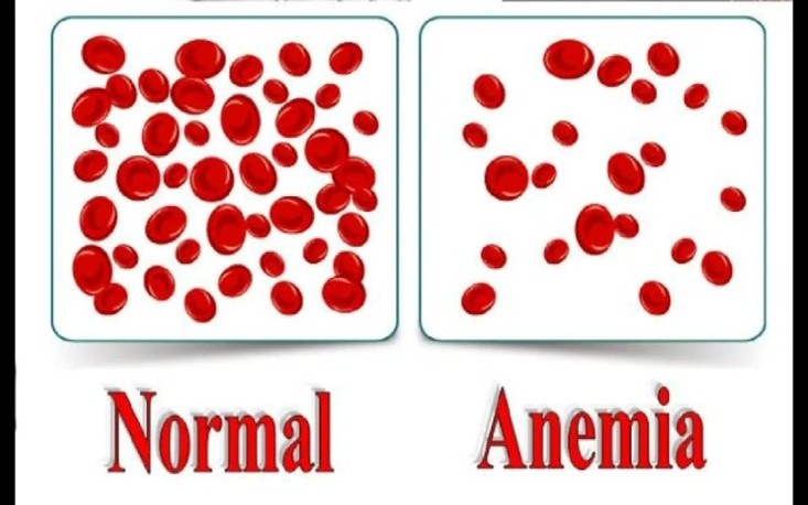 Hierro en el organismo